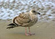 theevilseagull's profile picture. 