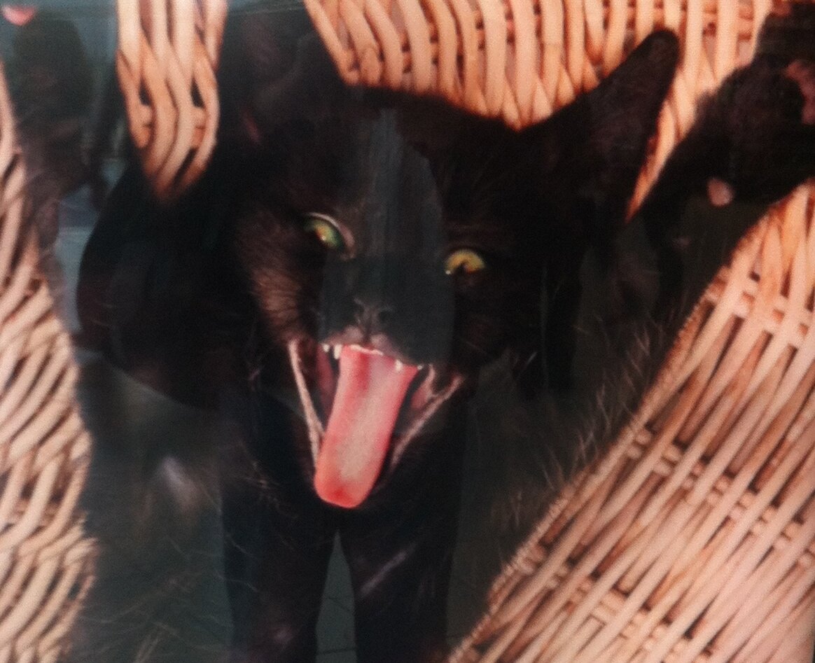 I am Tony Abbott's cat. I do not have a name just a number....12346 :( There's a story there ! The time has come for me to speak !!!