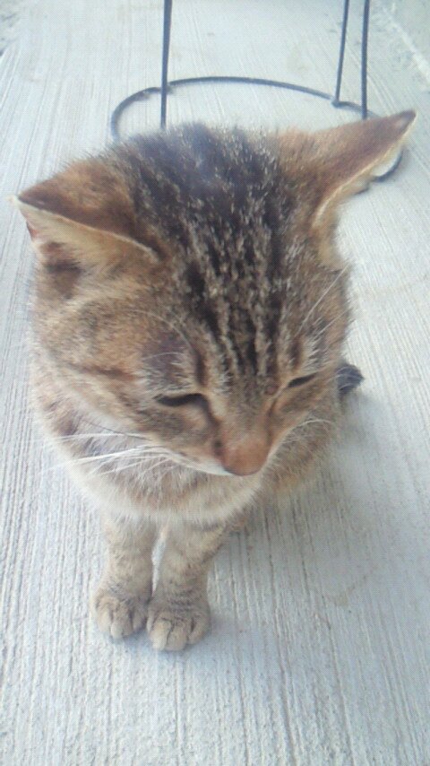 I love music, I love cats(,, ,,)♡
