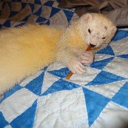 feretmanprints's profile picture. 