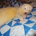 CLAUDE COOPER - @feretmanprints - Twitter