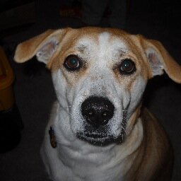 aubie4ash's profile picture. Christ followers, AU Tiger and GA Dawg rivals, #Jesus4ever