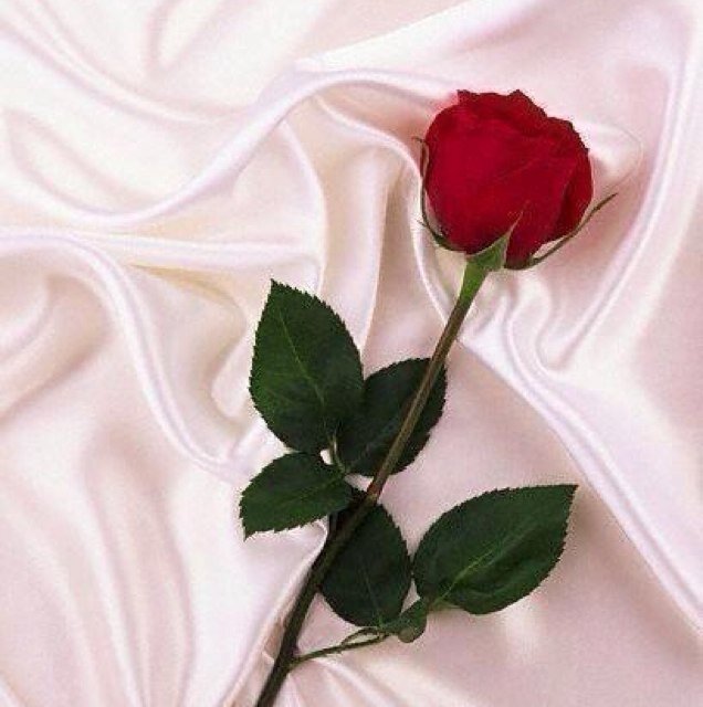 يَا مُقَلِّبَ الْقُلُوبِ ثَبِّتْ قَلْبِي عَلَى دِينِكَ.