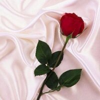 أمـل🤍المدينـة (@lamal2) 's Twitter Profile