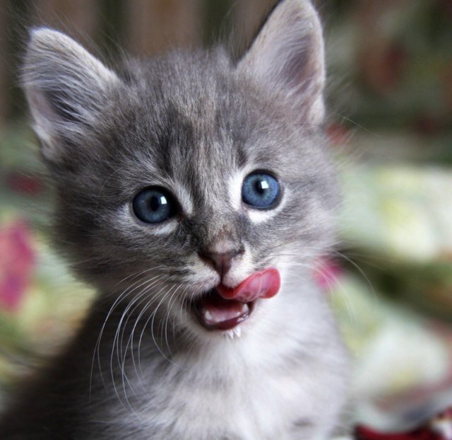 DorianTheKitten's profile picture. @SlytherinDrew's kitten. I like to think myself superior to @KodaThePomsky, in many ways.