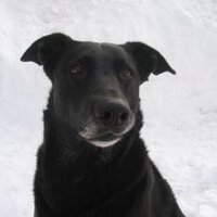 John Shaplin (@johnshaplin) 's Twitter Profile Photo