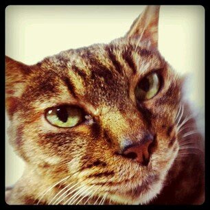 猫アイコンのくそリプおじさんことわたし。
世界一かわいい伊藤麻希さんが好きです。WT☆Egretのちっちちゃん(2019.8.31卒業)!かわいいよ!!ちなみにここは婚活アカウント(力説)