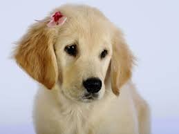 My name`s Chloe. Some people choose to call me Blondie. I am a golden retriever, and I love clothes! I dislike weapons, like claws. And I love treats!