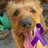MyIrishTerriers retweeted this