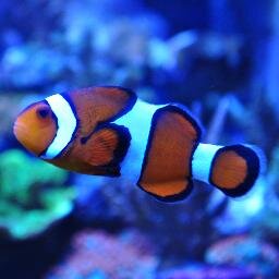 TotalFishnPets's profile picture. We are a local fish store that provides both saltwater and freshwater livestock and goods! 
Instagram – TotalFishandPets
Pinterest – TotalFishnPets