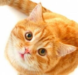 猫好きの為の猫の画像、動画、飼い方など猫に関する話題をお届けします。可愛いと思ったらRT