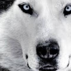 AmorRV's profile picture. Art❤Music❤Cinéma❤Jeux.Vidéo❤Écriture❤Science❤Philosophie❤Architecture❤Design❤Amour.