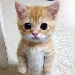 merrycille's profile picture. My rattles in 140 characters