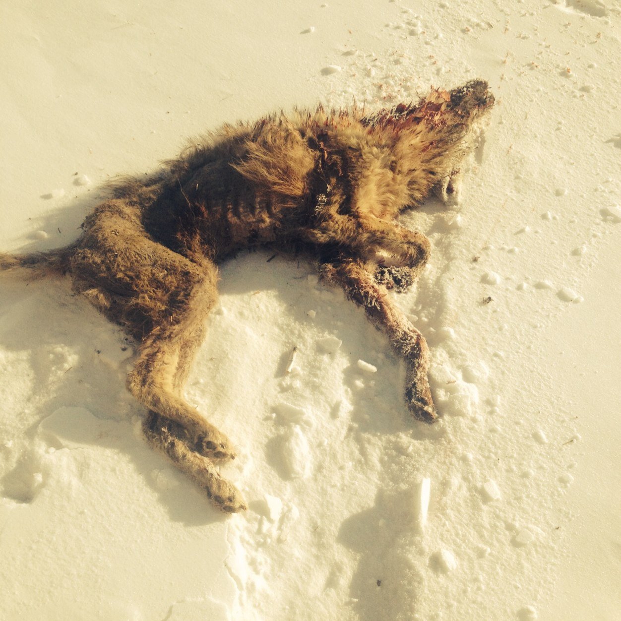 nick01268's profile picture. Citizen of the world