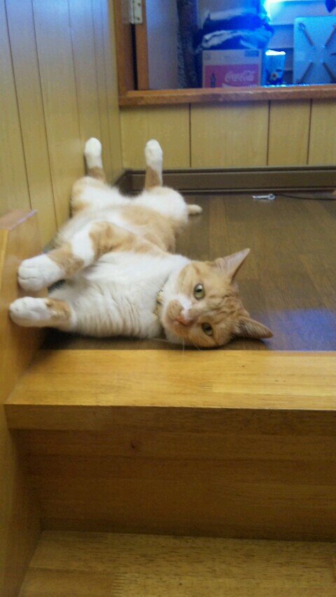 chobiko26's profile picture. カープ⚾️猫🐱好きです❤️
SixTONESハマりました🧡🖤