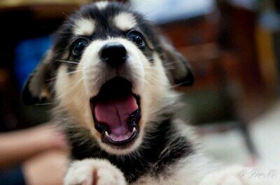People lover and would make a grate companion. Free to a owner (#RP)