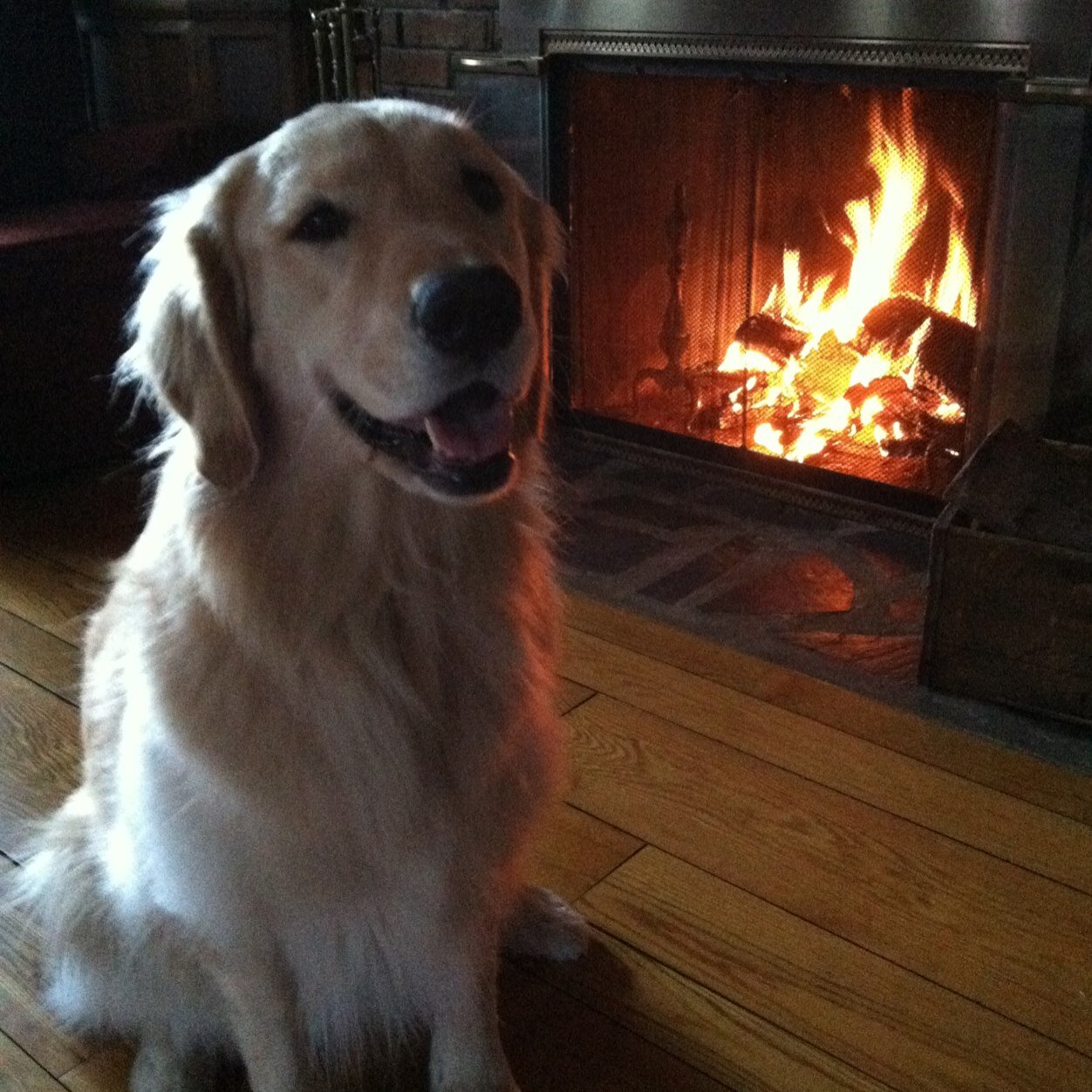 My name is Honey and I am a golden retriever. I have a brother kitty Smokey and a sister kitty Izzi! I live south of Boston!