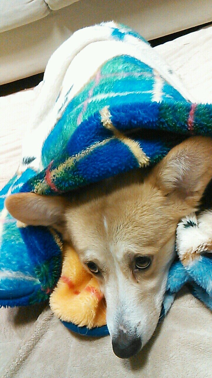 gerbera727's profile picture. 