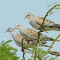 السَّنع (@srb1001) 's Twitter Profile