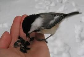 adwc14's profile picture. novel writer