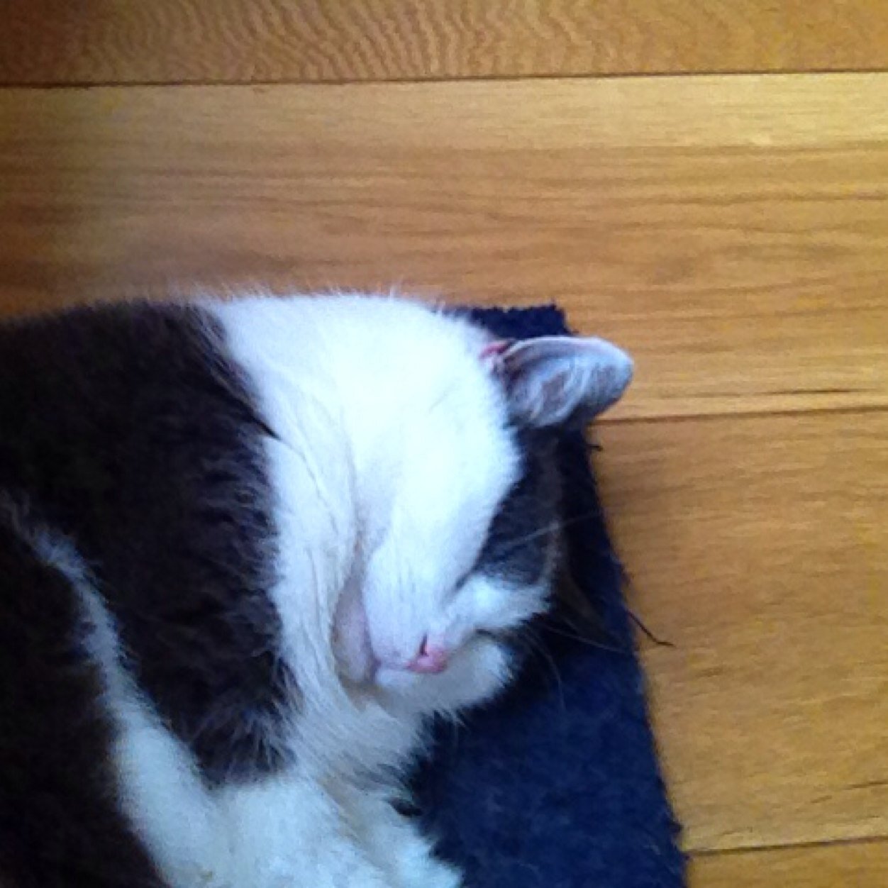 EHullegie's profile picture. 