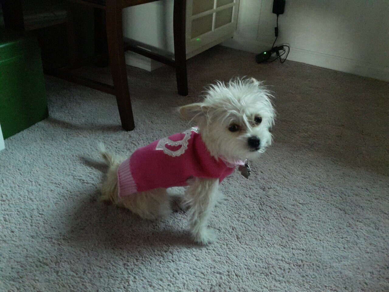 reefbunny_lisa's profile picture. 