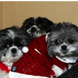 Dottie, Candy & Flower, shih tzu half-sisters and puppy mill moms, with our Mom who is @difreeze.