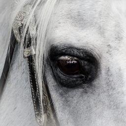 Founder of VA (Virtual Assistant) Centre & award nominated Sheepskin Slippers SA. Horse, music, wildlife & Africa lover.