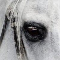 Hazel Hoole (@hazelhoole) 's Twitter Profile