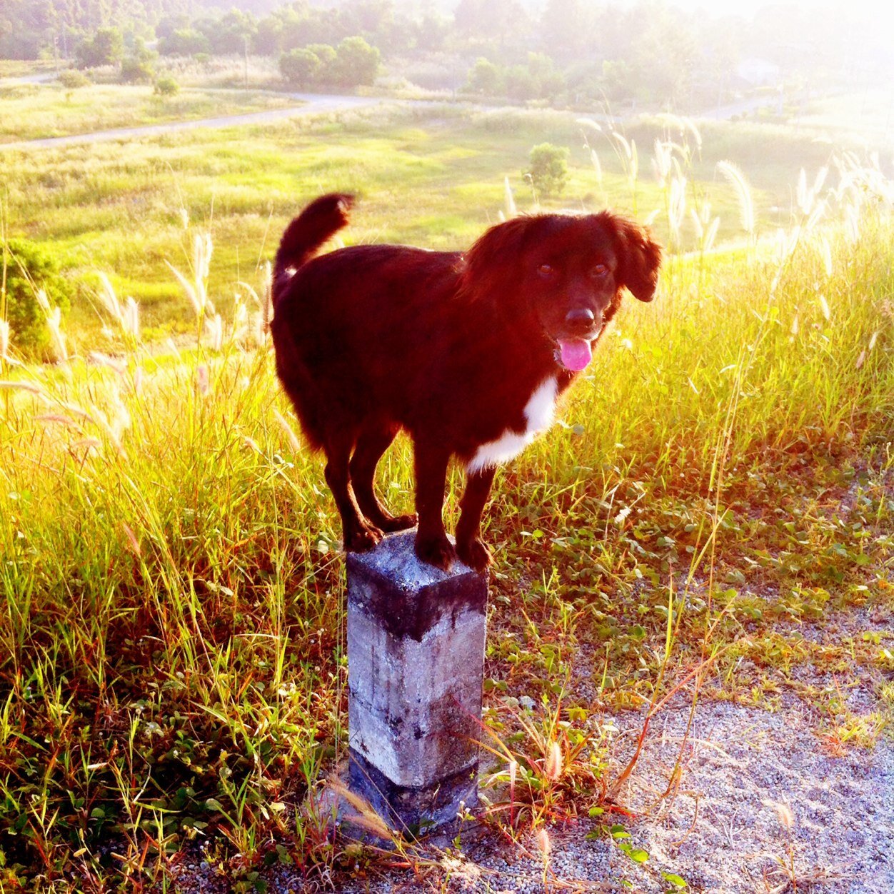 canineworld's profile picture. Certified Canine Training and Behaviour Specialist