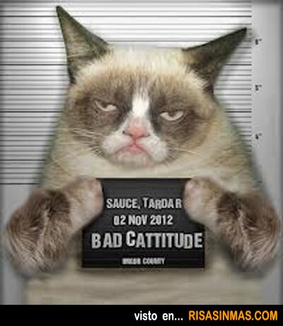 Soy un gato y delincuente , ¿QUE PASA? #EjercitoGatuno