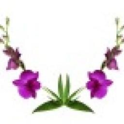 orchidseo's profile picture. 