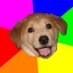 Bad Advice Dog (@badadvicedog) Twitter profile photo Bad Advice Dog (@badadvicedog) Twitter profile photo