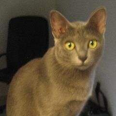 icanhasbailout's profile picture. Alexis Rose Bank, 2009-2014, may she rest in peace.