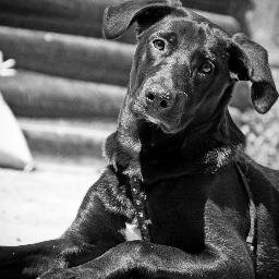 CoralloDenny's profile picture. Videografo Punti Focali