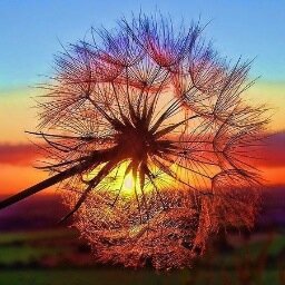 cascarabita's profile picture. Perquè vull, perquè tinc ganes d'estimar!