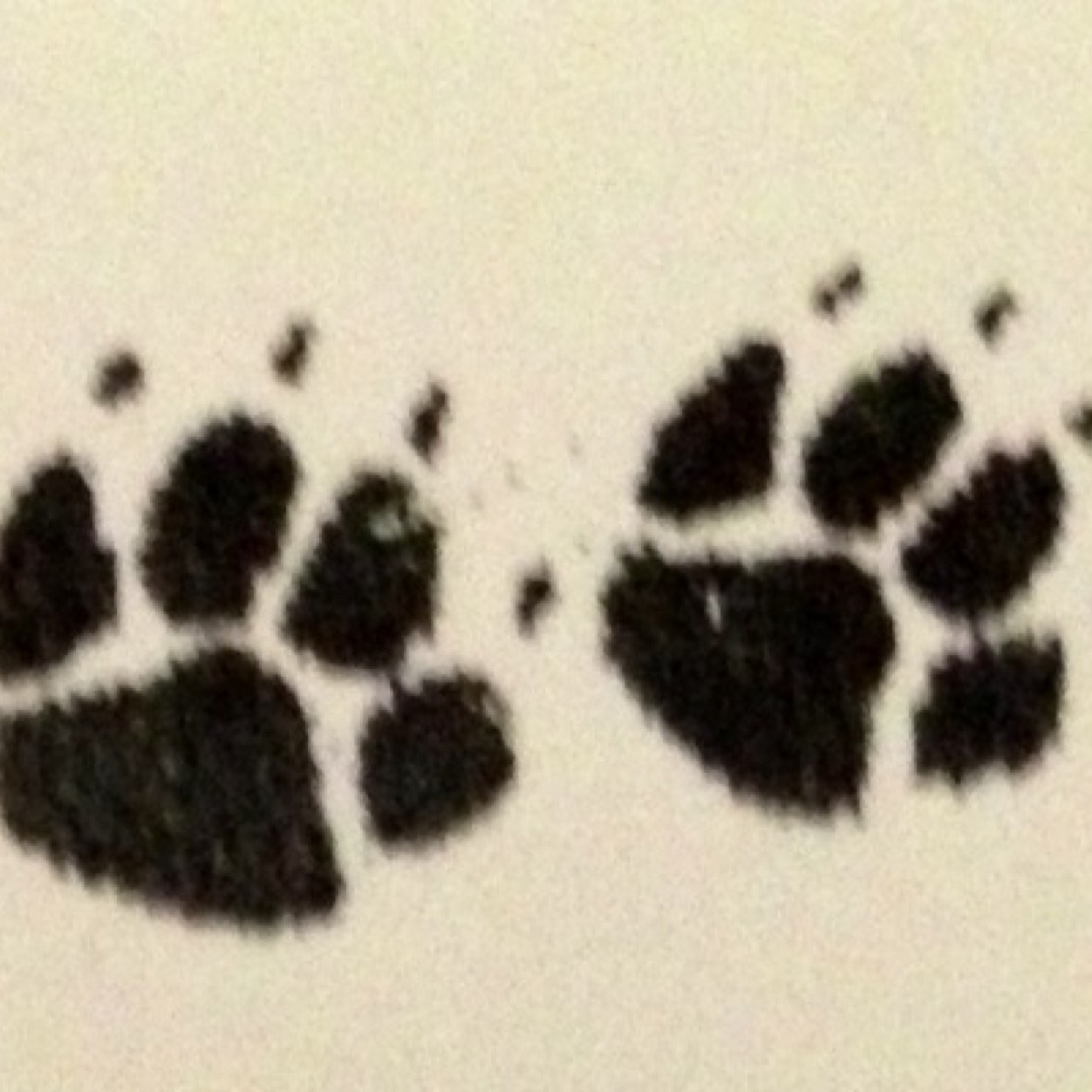 week_end_vet's profile picture. THE OB VET . 
Consult your vet if symptoms persists