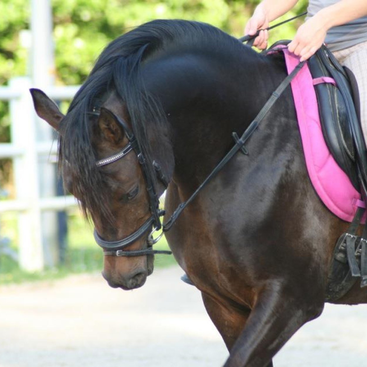 Just be the perfect owner of your horse!