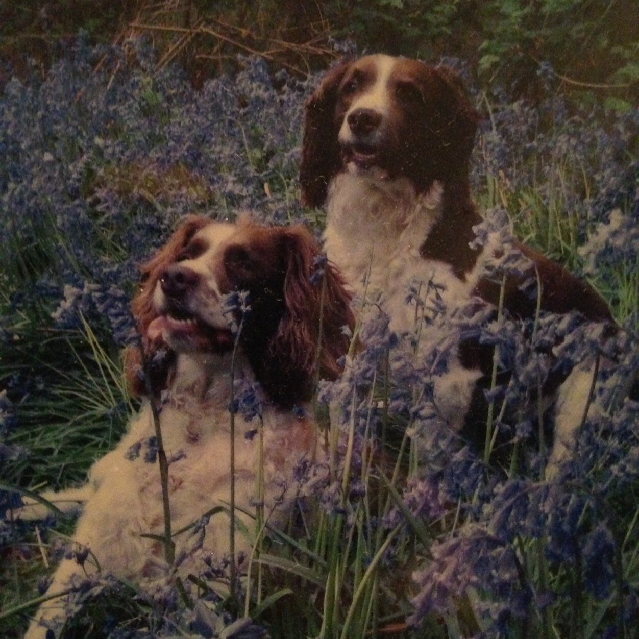 Me & my bruver are little angels in heaven looking down on our spanner relations