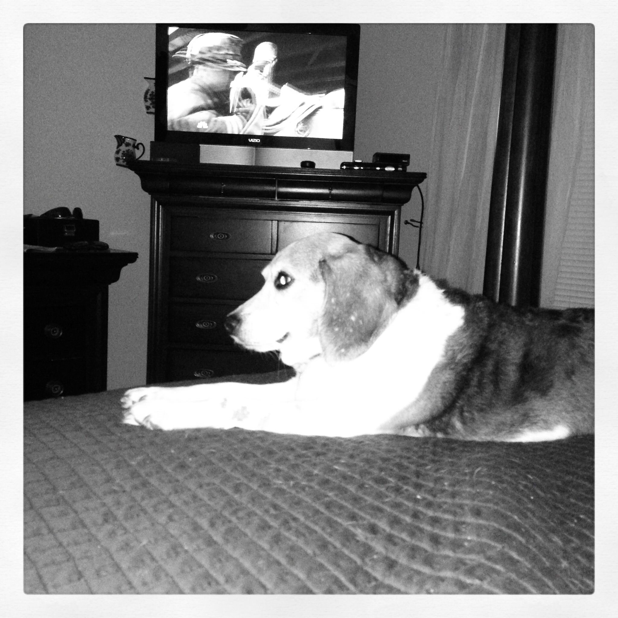 rt4sage's profile picture. I am Sage, I am adorable, and I am one spoiled Beagle.