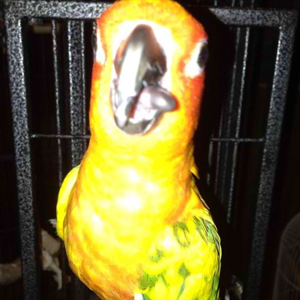LogansParrot's profile picture. *parody* I'm Logan Paul's parrot!