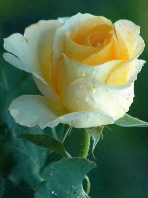 i am lovely person