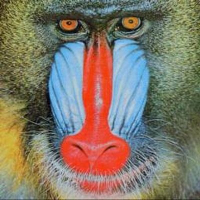 mandrill facts mandrillfacts twitter