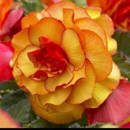 hairmcbeth's profile picture. 