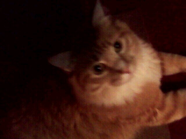 XxRainicorn13xX's profile picture. Music and anime