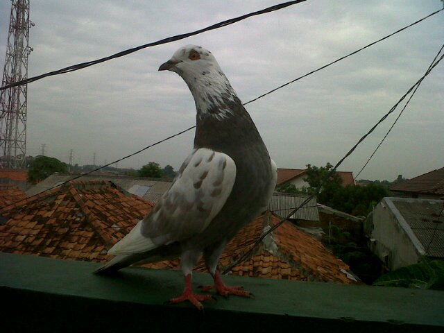 penggemar madrid,peggemar burung merpati,lajang, suka KEBEBASAN tpi harus sopan