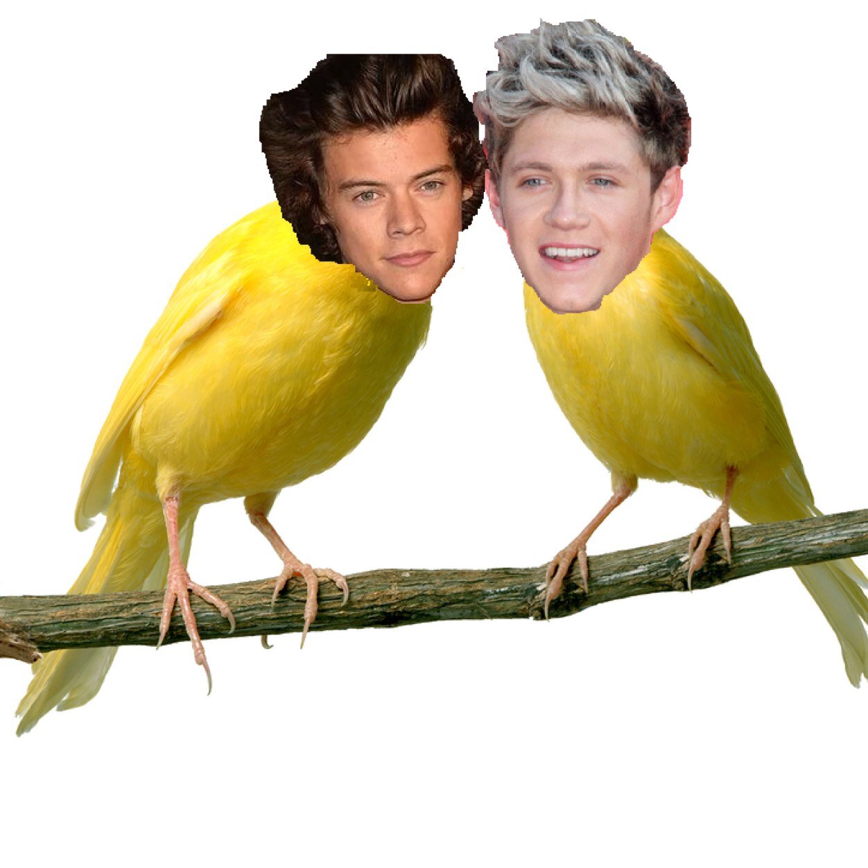 narrymycanary Profile Picture