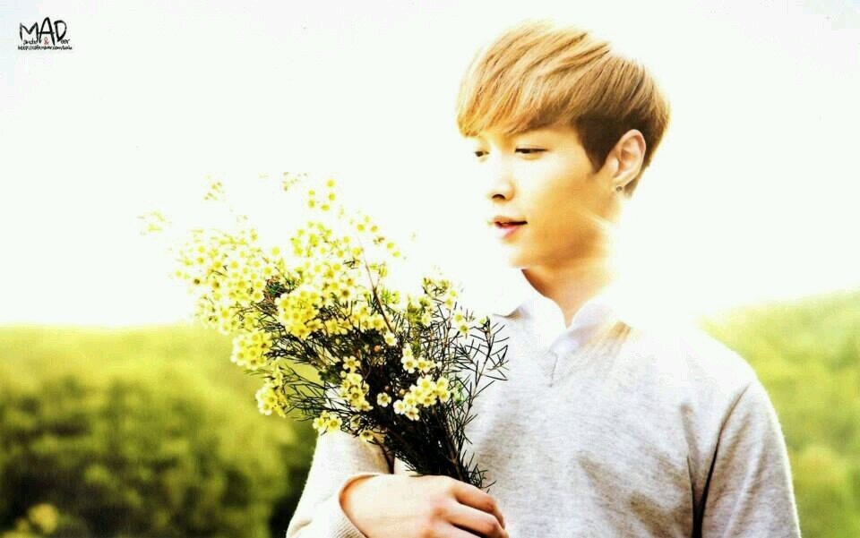 Dimple dinosaur *u*