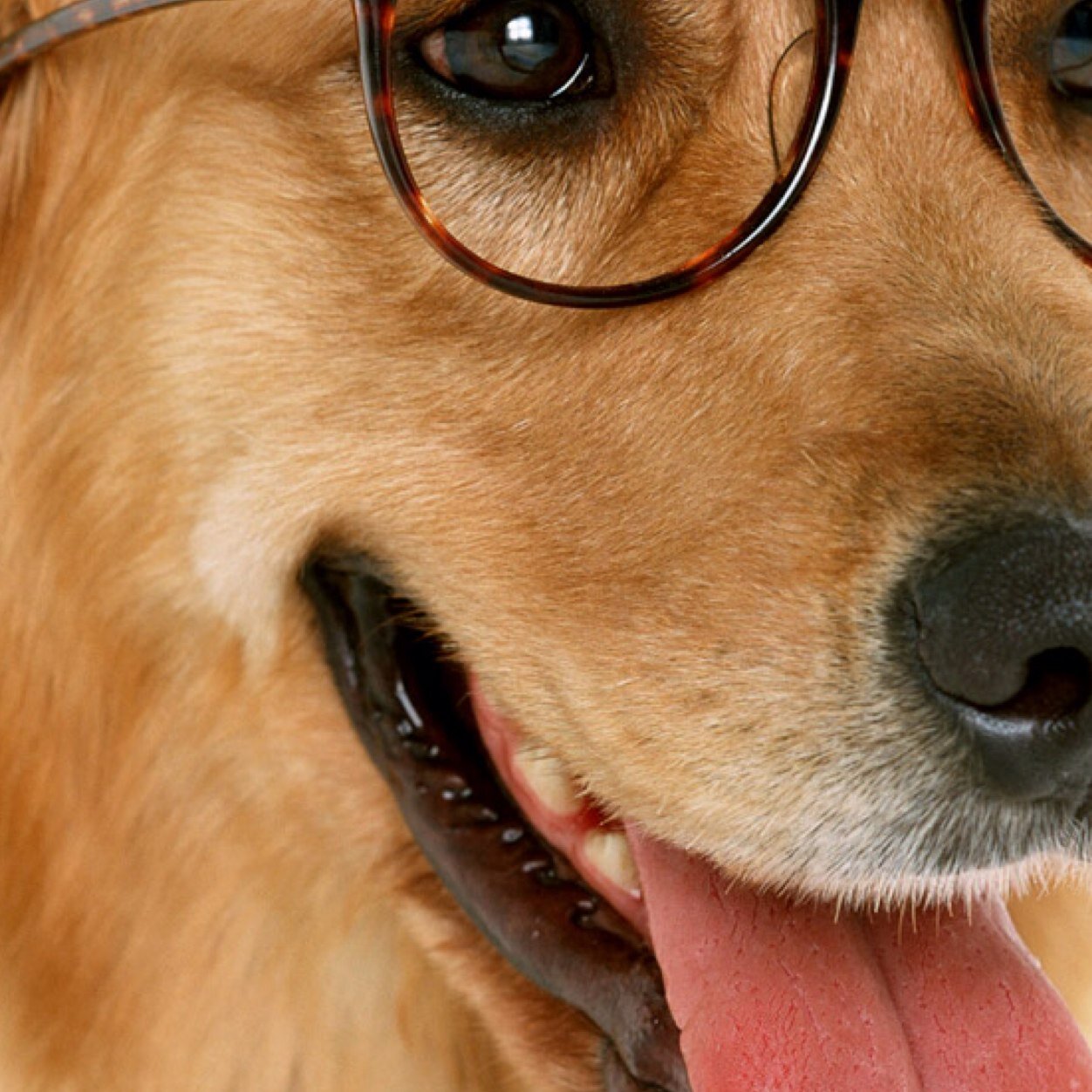 InterruptingDog's profile picture. Pretty much 3 people run this account. Were not serious. Take a joke.