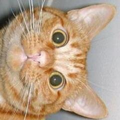 MadGamer258's profile picture. Check out my youtube channel https://t.co/QaIqkd6KV3